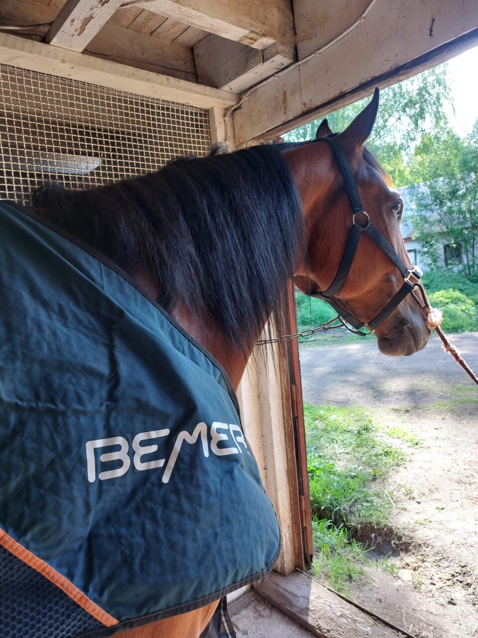 Framgångsrika BWT Iceman får BEMER-terapi med fantastiska resultat